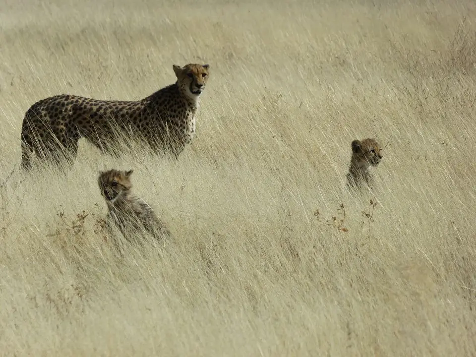 Namib_353_sm.jpg