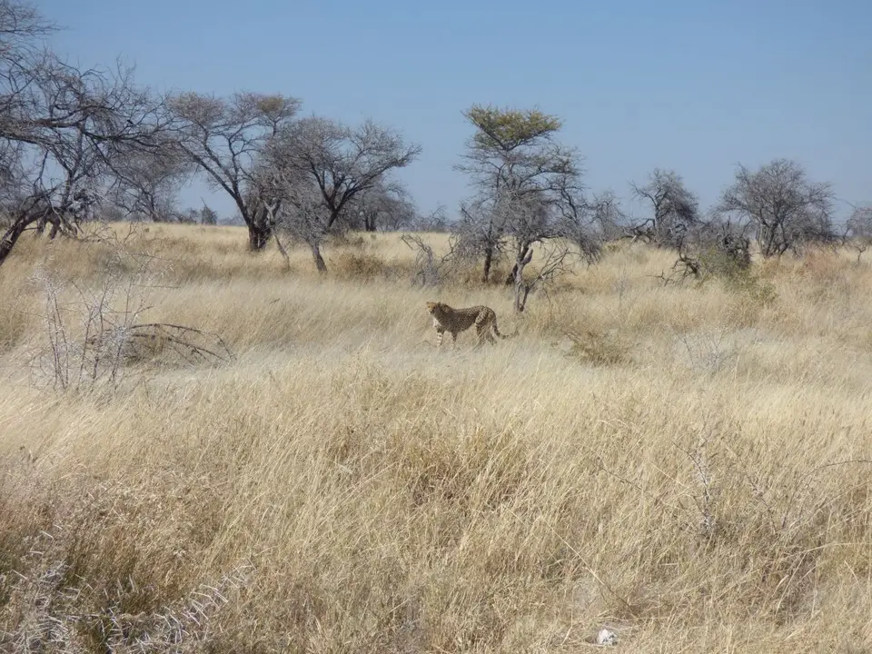 Namib_356c_sm.jpg
