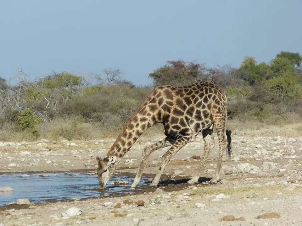 Namib_377_sm.jpg