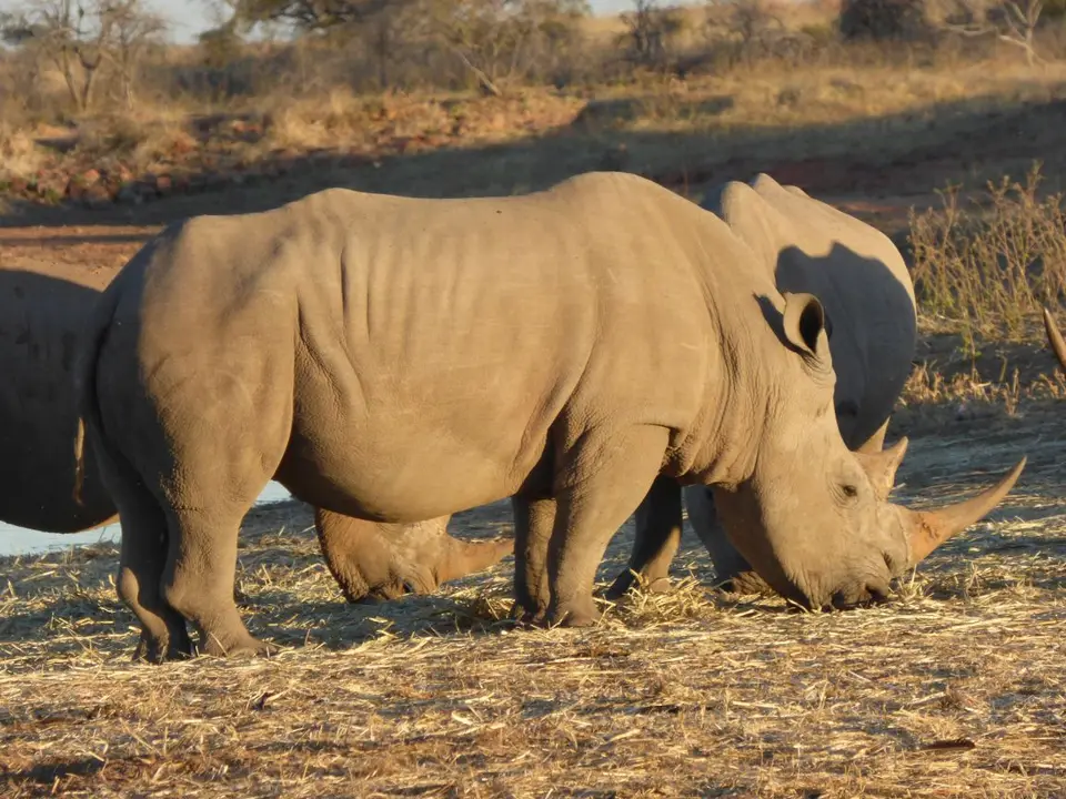 Namib_475_sm.jpg