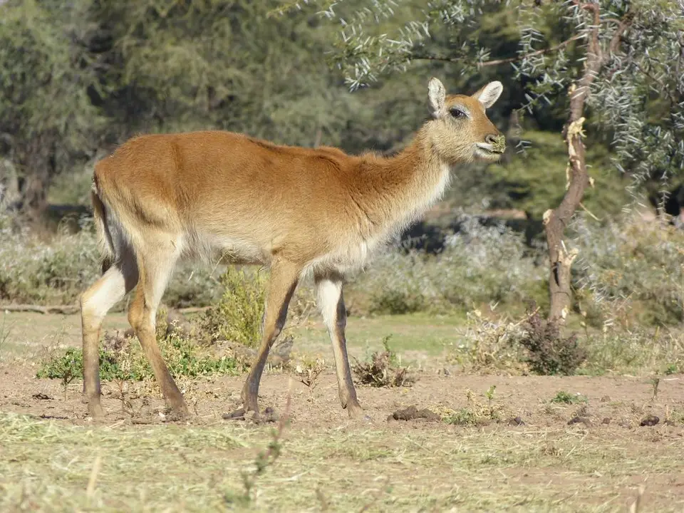 Namib_502b_sm.jpg