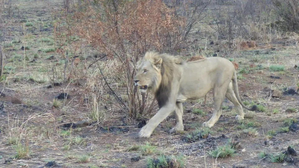 kmlion.jpg