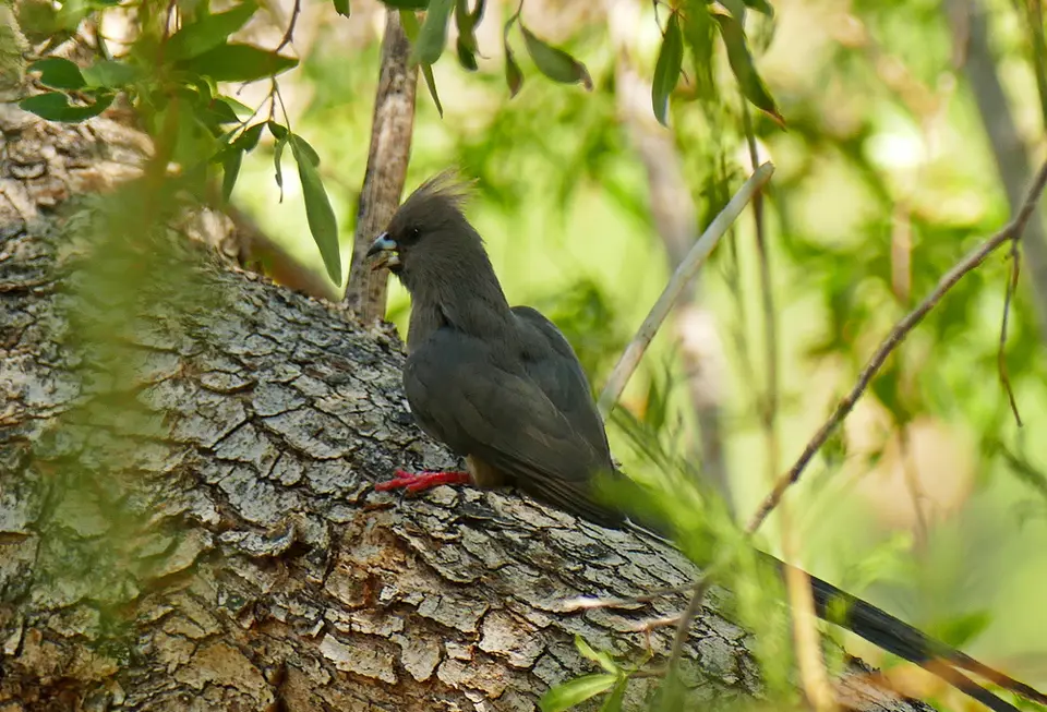 Vogel20.jpg
