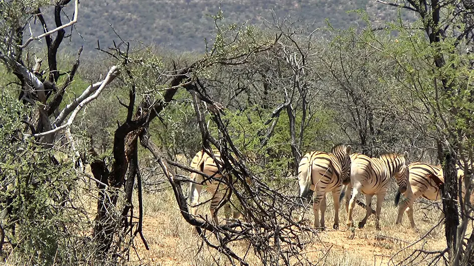 13zebra.jpg