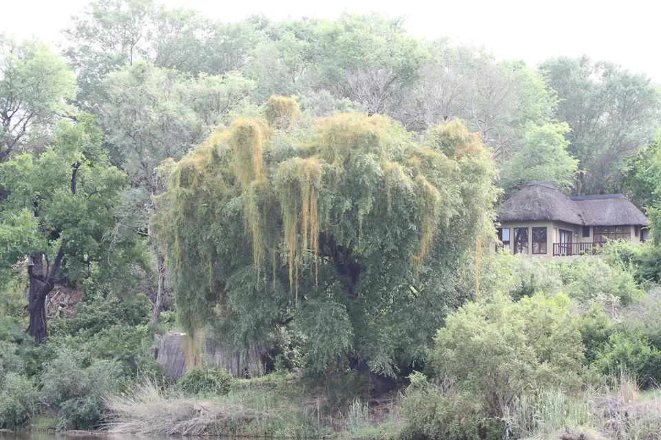 Baum1.JPG