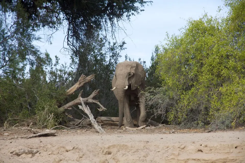 Elefant2.jpg