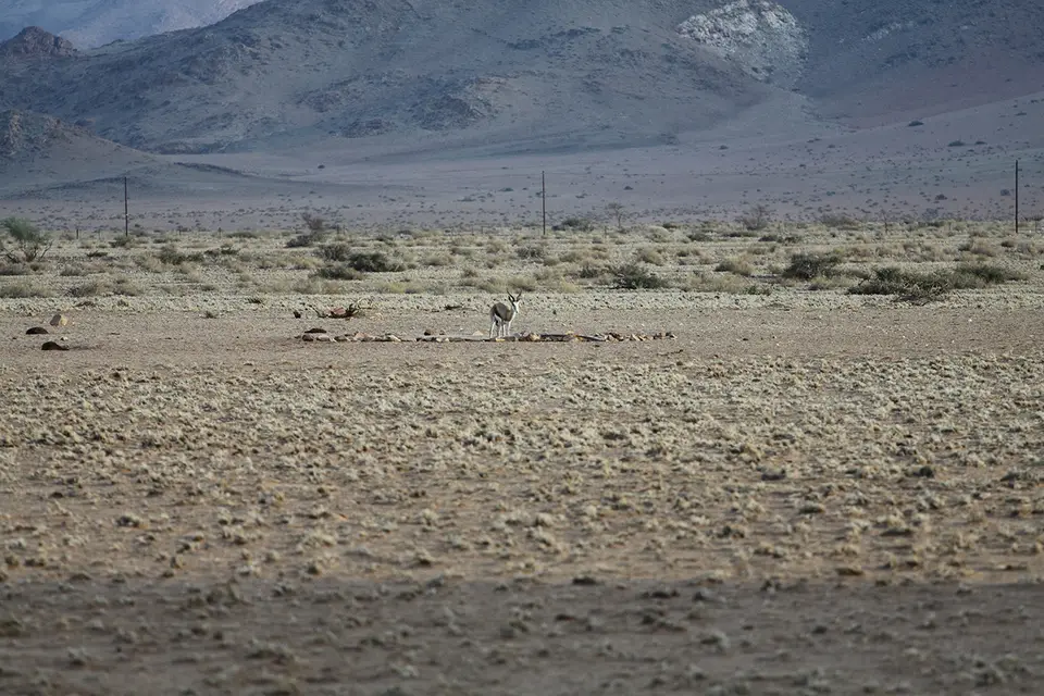 Homestead2.jpg