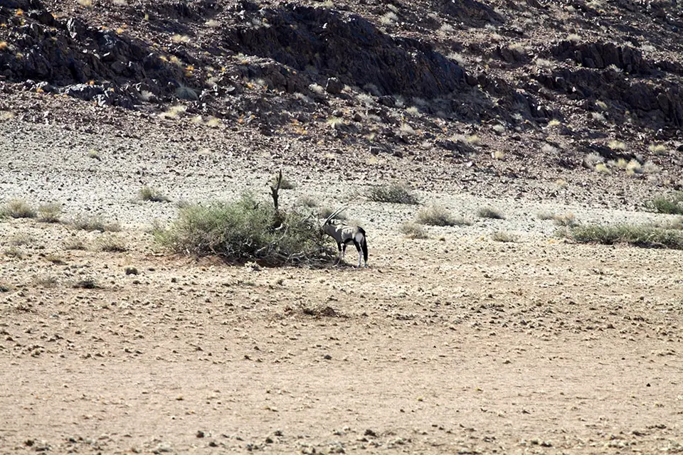 Oryx.jpg