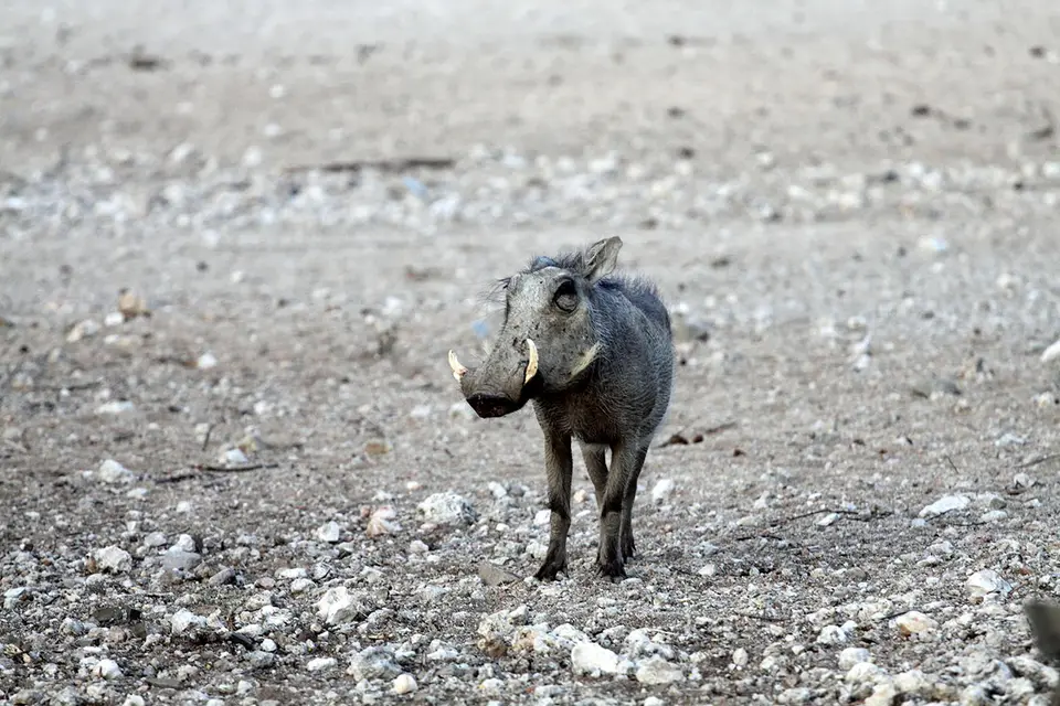 Wildschwein.jpg
