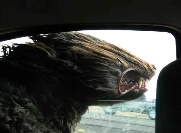 baddog.jpg