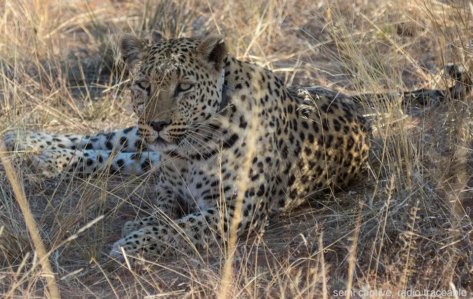 20170824-klein-Leopard-Funk.jpg