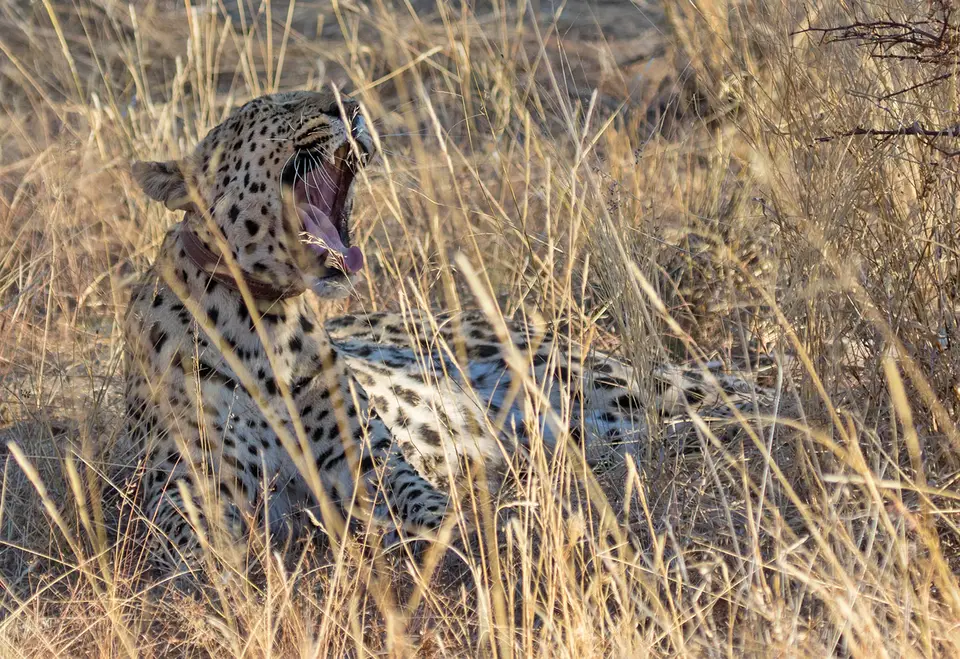 20170824-klein2-Leopard-Funk.jpg
