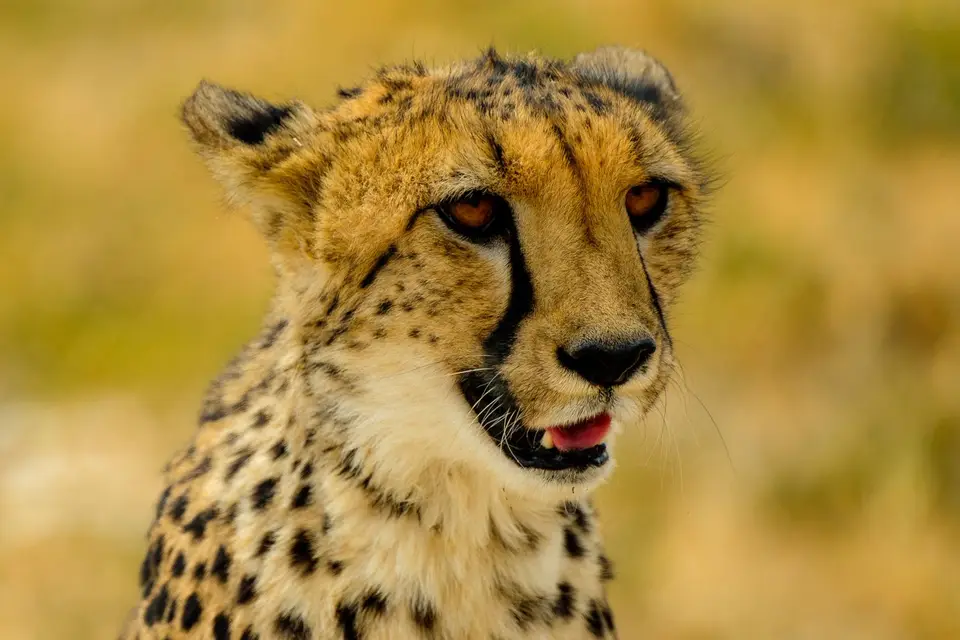 Gepard.jpg