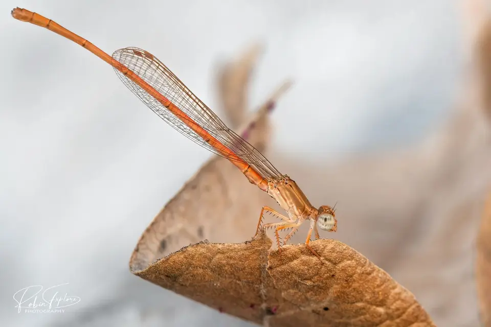 Dragonfly_flickr.jpg