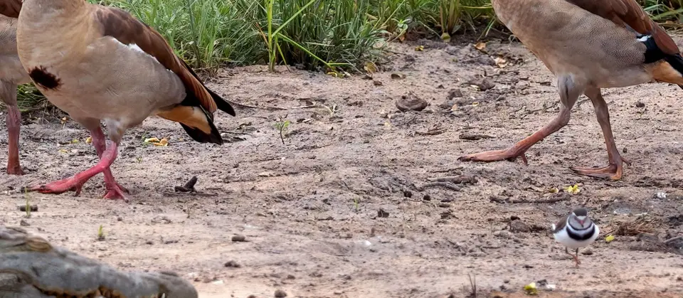 Plover.JPG