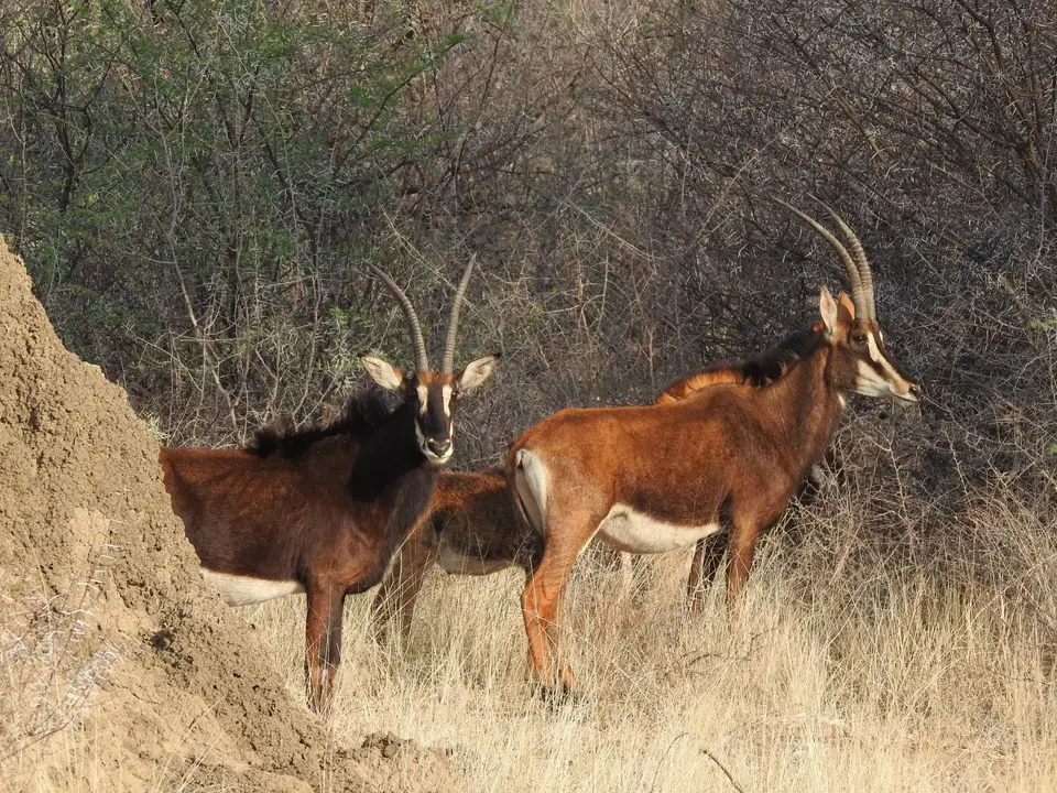 221017-69RappenantilopenGabusRanch.JPG