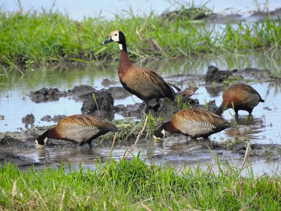 Witwenpfeifgänse(White-facedWhistlingDuck)(24).JPG