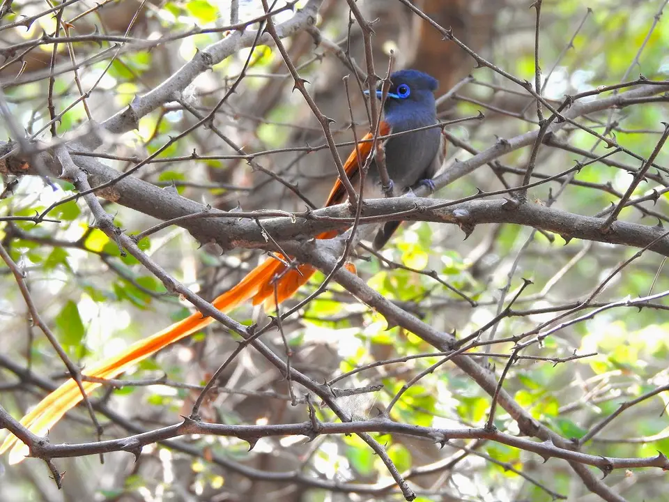 k-221027Paradiesschnäppermnl.(AfricanParadiseFlycatcher),Kwando.JPG