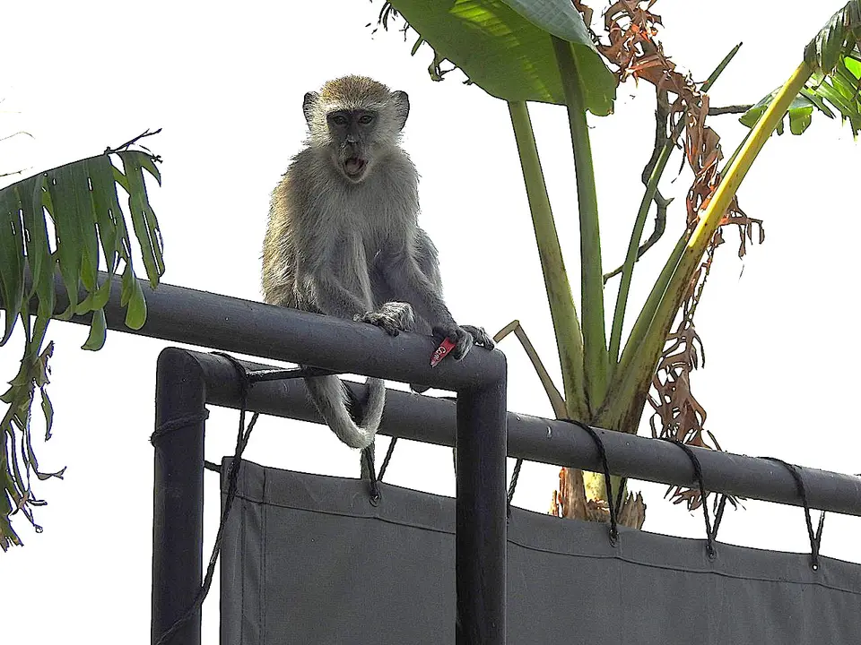 k-241031(1)VervetMonkey.JPG