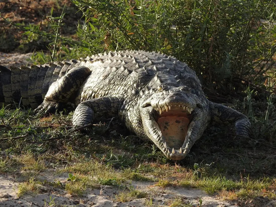 k-241031(97)Croc.JPG