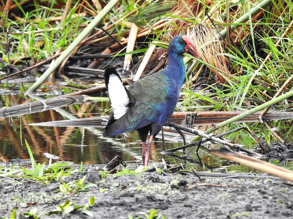 k-241111(27)Purpurhuhn(AfricanPurpleSwamphen).JPG