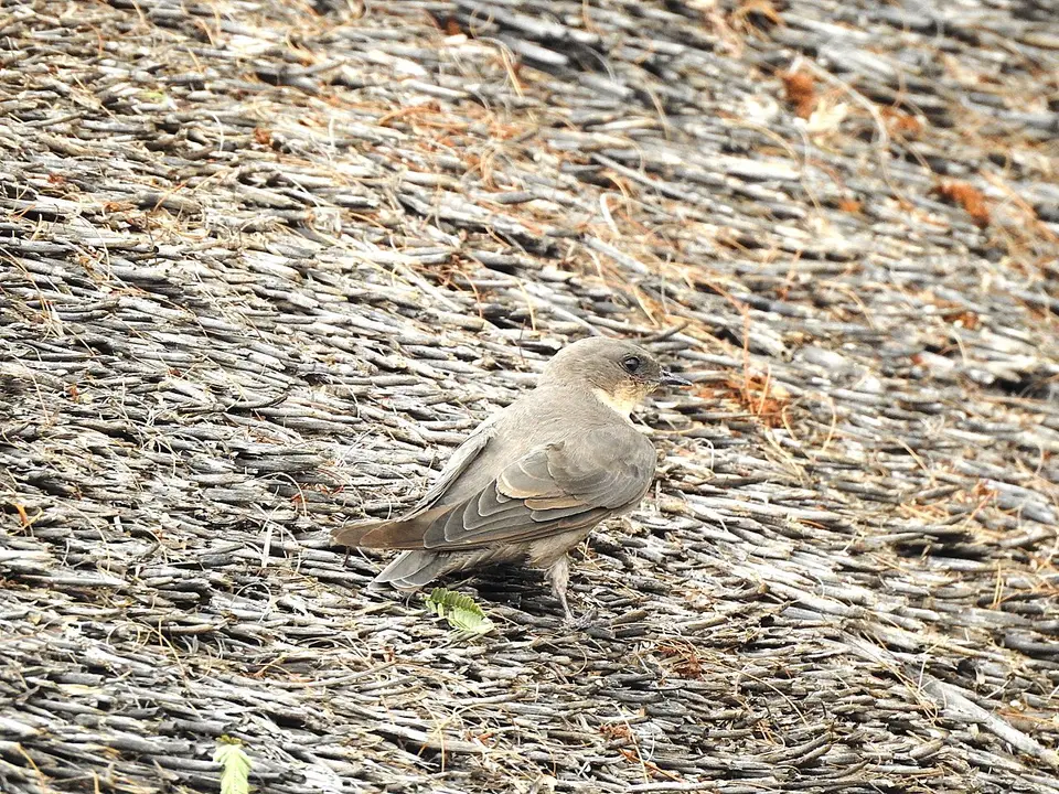 k-241117(15)Felsenschwalbe(RockMartin).JPG