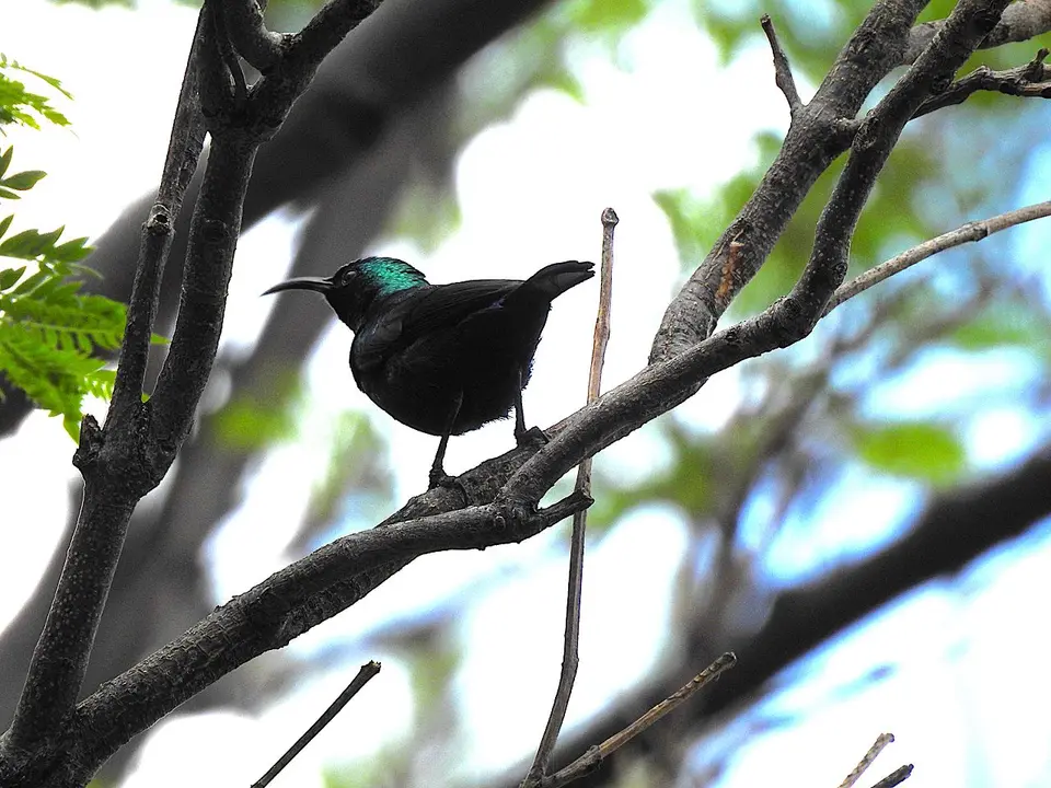 k-241117(17)Bindennektarvogel(MaricoSunbird).JPG