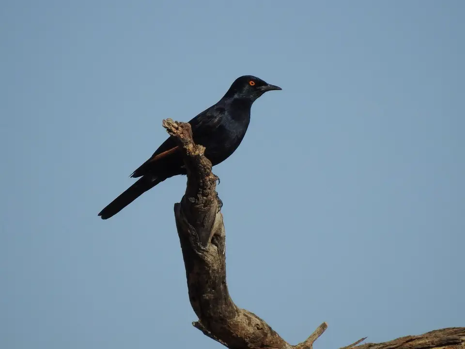 k-DSCN4681.JPG