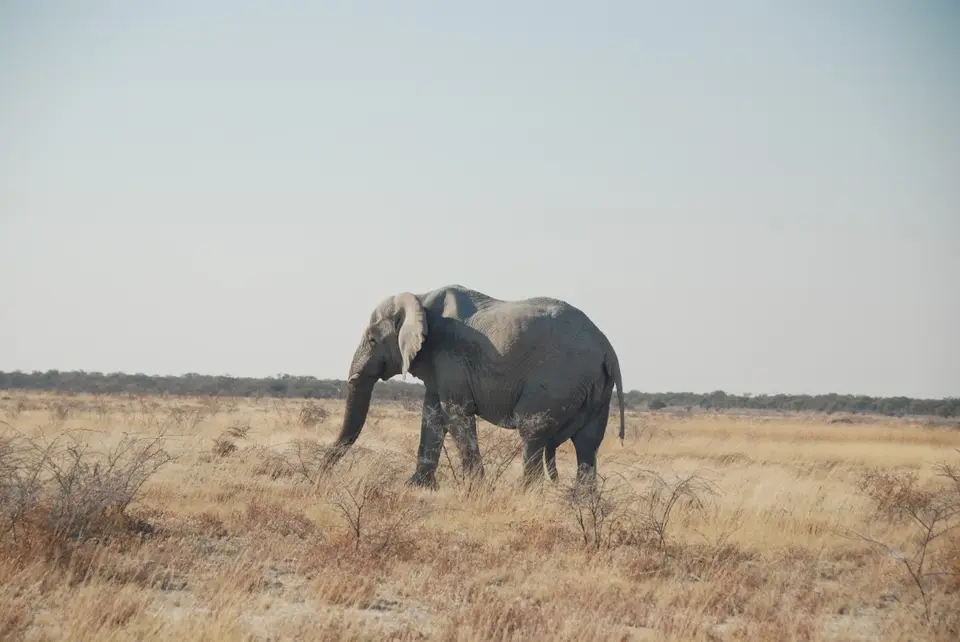 etosha_2_2.jpg