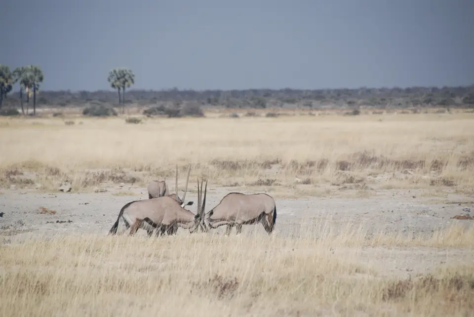 etosha_2_3.jpg