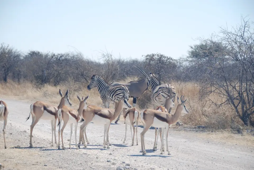 etosha_2_4.jpg