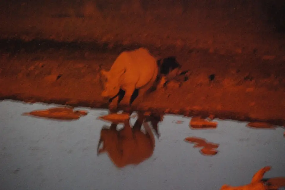 etosha_2_7.jpg