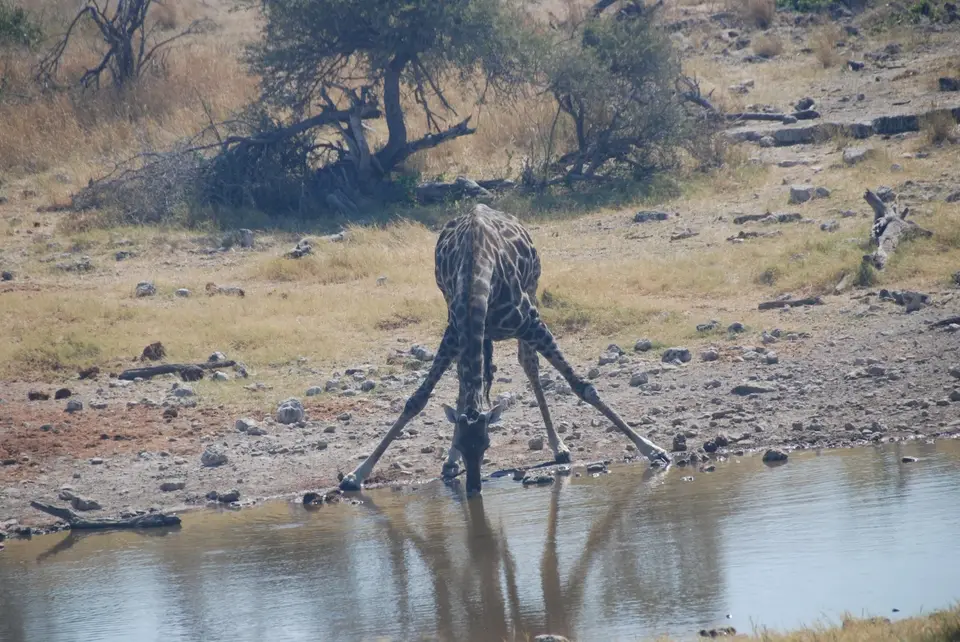 etosha_6.JPG
