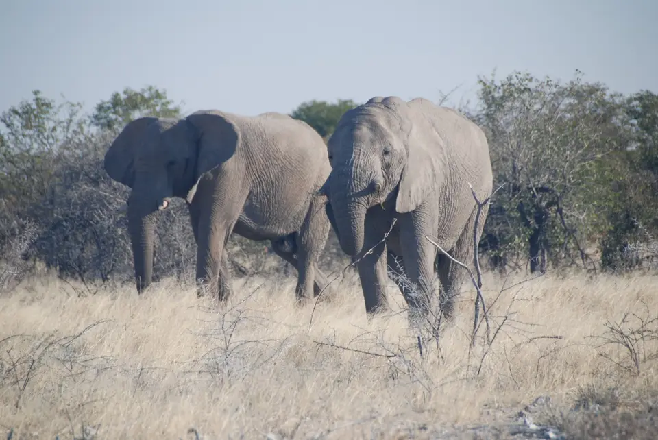 etosha_7.JPG