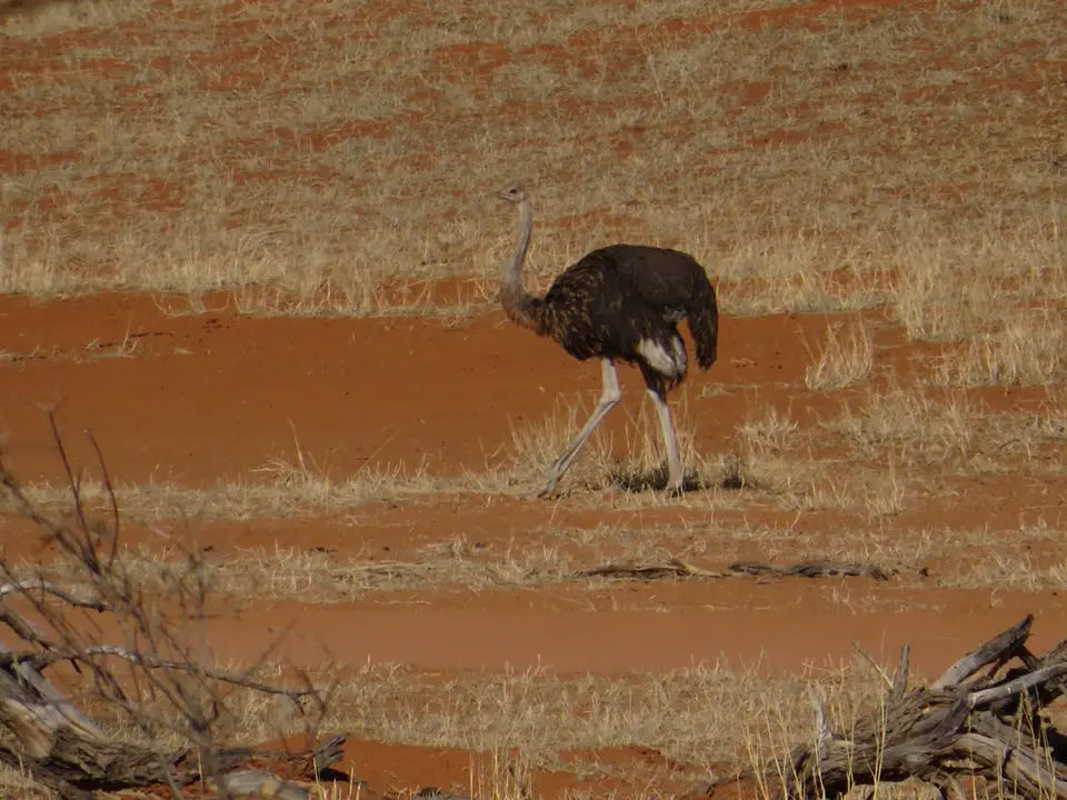 kalahari_1_8.jpg