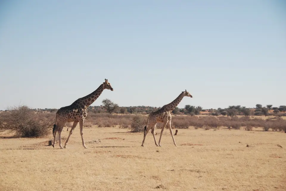 kalahari_2_1.jpg