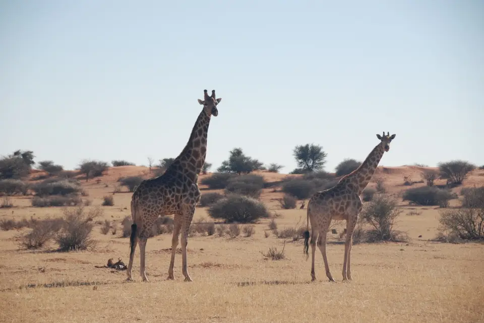 kalahari_2_2.jpg