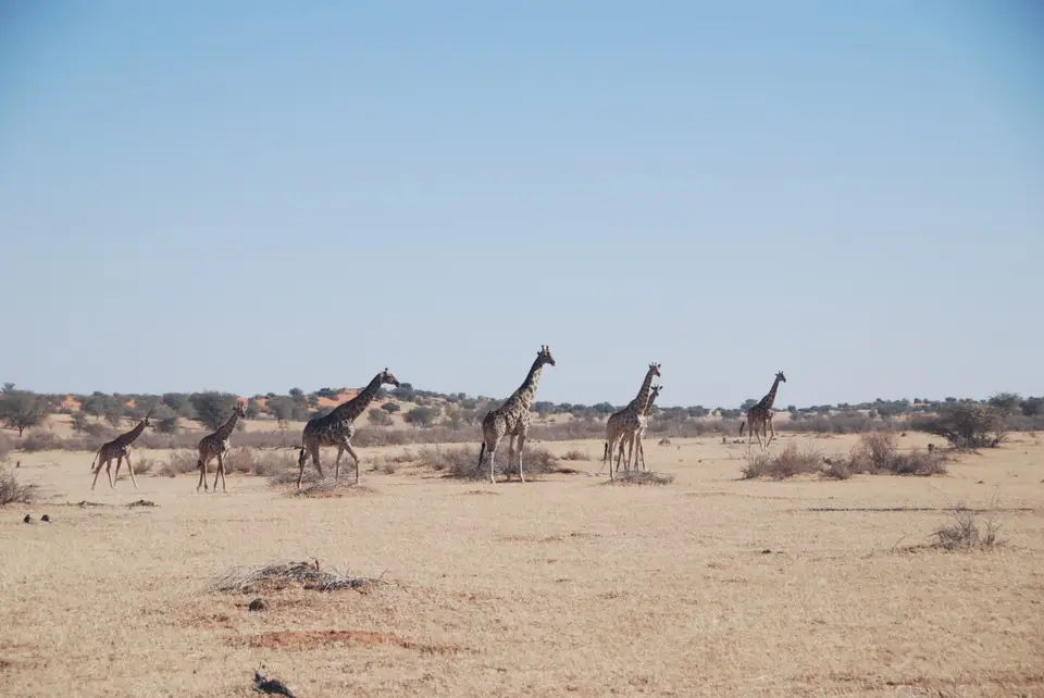 kalahari_2_4.jpg