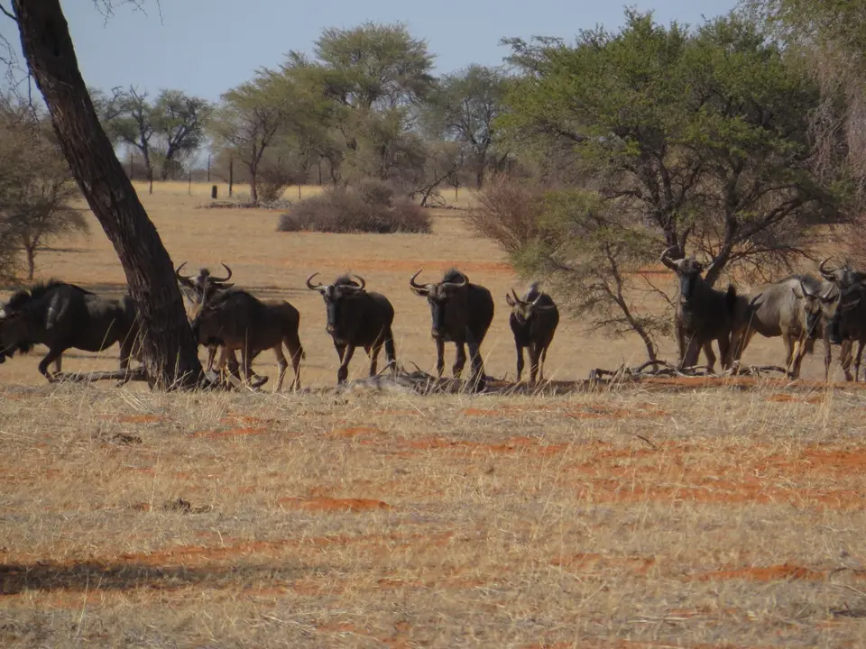 kalahari_2_7.jpg