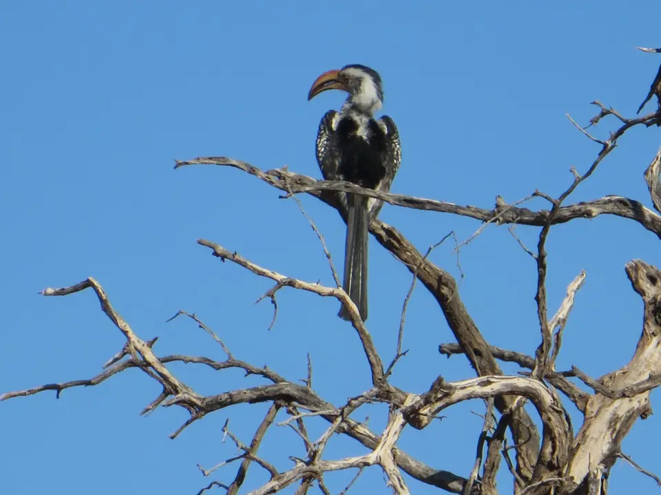 kalahari_2_9.jpg