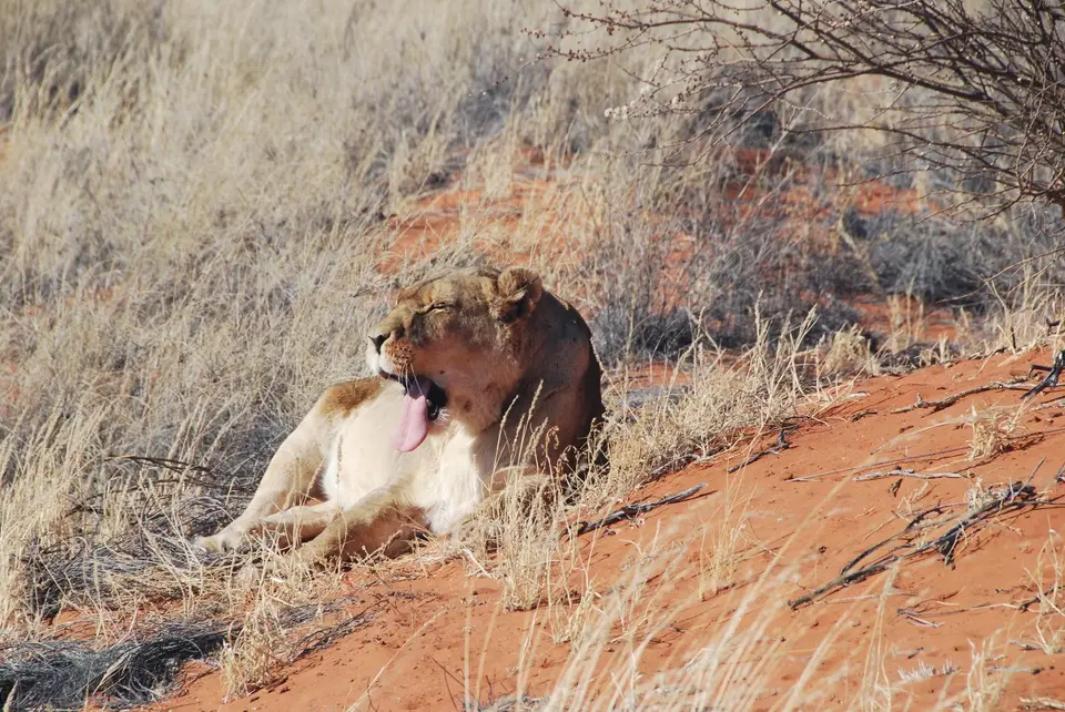 kalahari_2_9_1.jpg