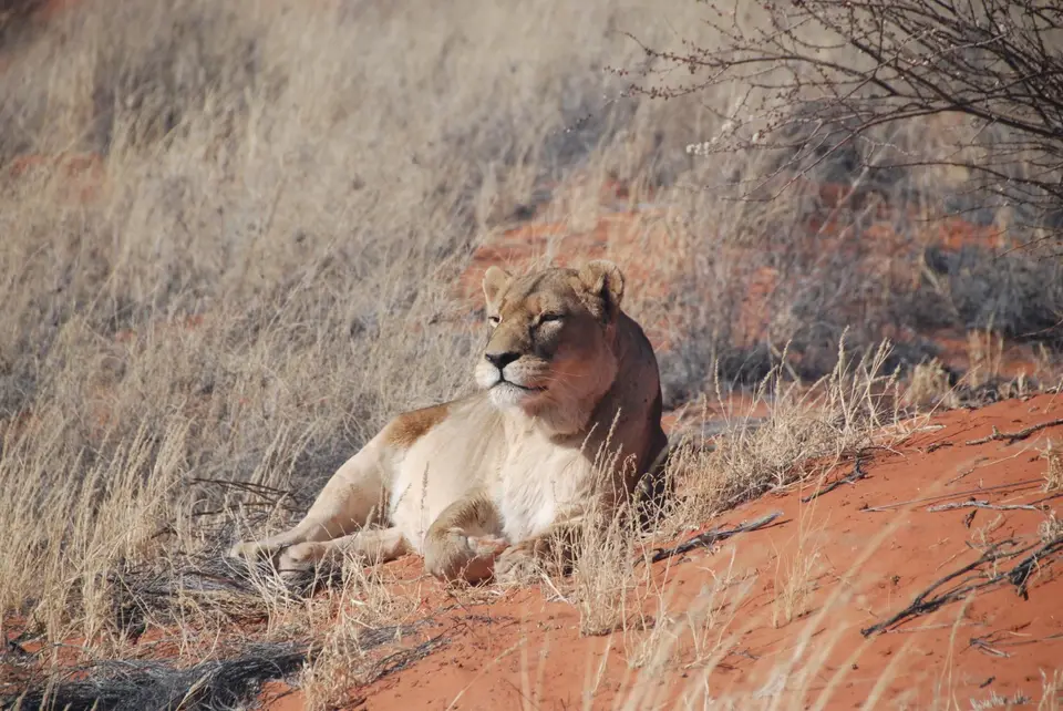 kalahari_2_9_2.jpg