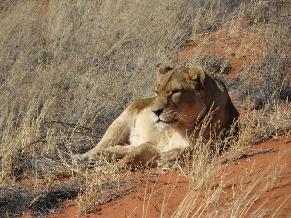 kalahari_2_9_3.jpg
