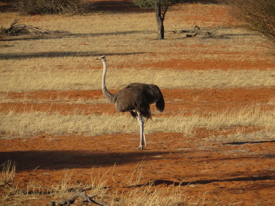 kalahari_4.jpg