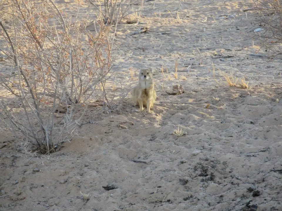 kalahari_8.jpg
