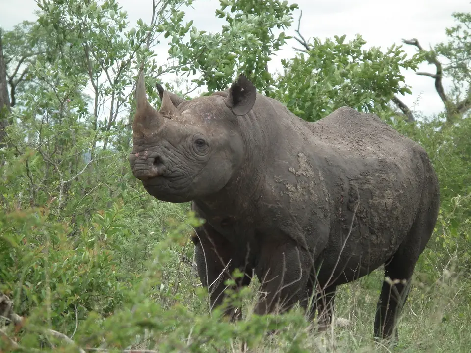 Rhino1.jpg