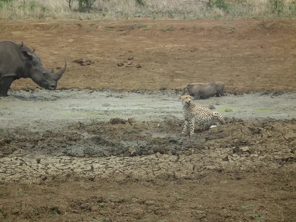 Rhino_Cheetah.jpg