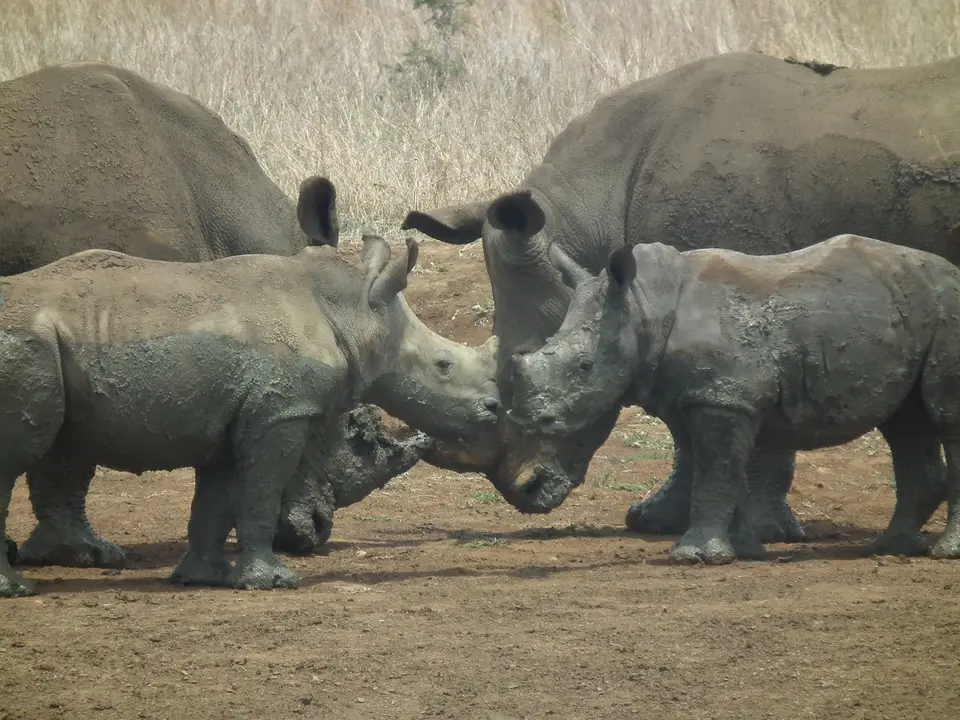 Rhino_altundjung.jpg