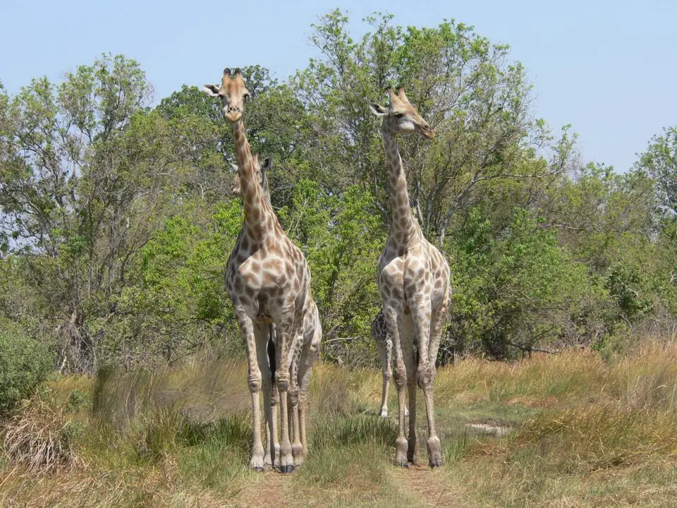 GiraffenMoremi.JPG