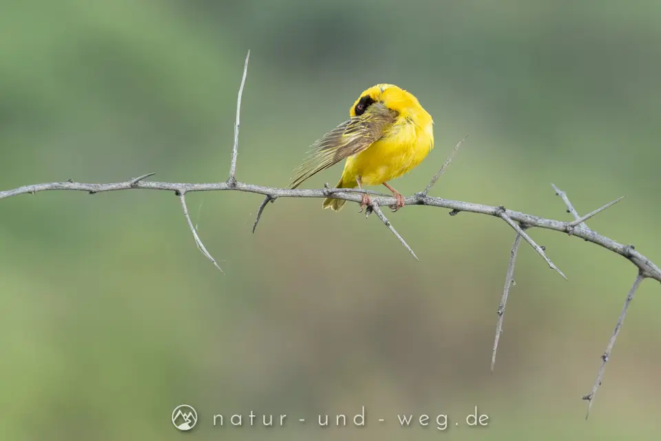 2021-03-29_07h19m33s_7D2_6215.jpg